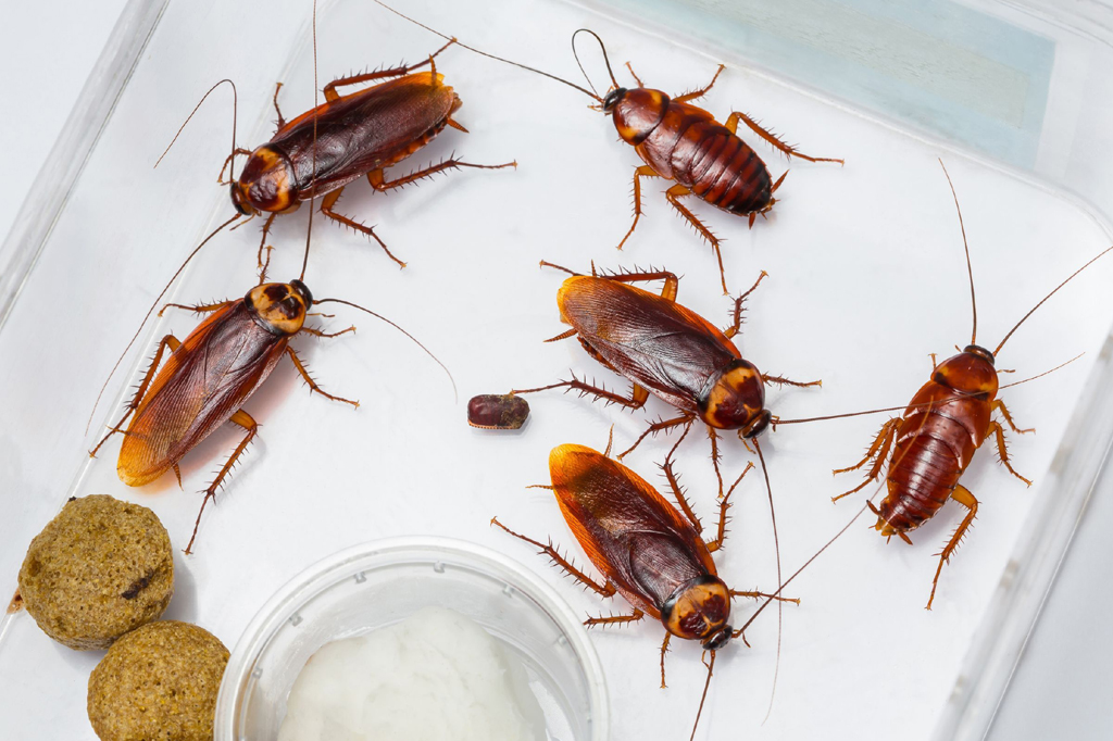 Cockroach Control Services in Gurgaon, Noida, Pune