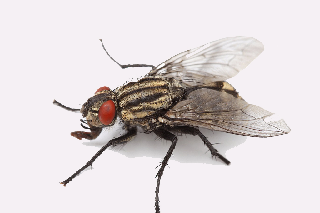 Fly Control Services in Gurgaon, India