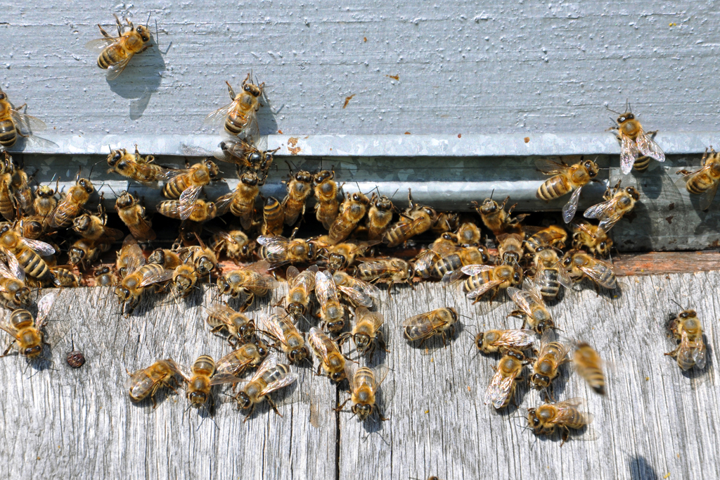 Honey Bee Control Services in Gurgaon