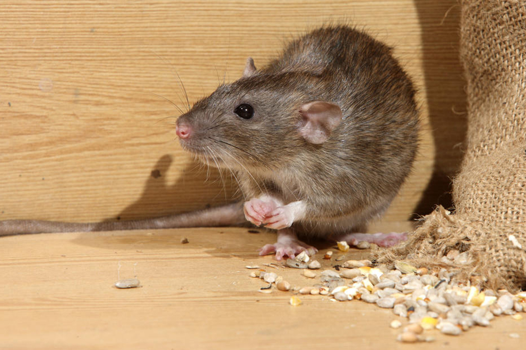 Rodent Control Services in Gurgaon